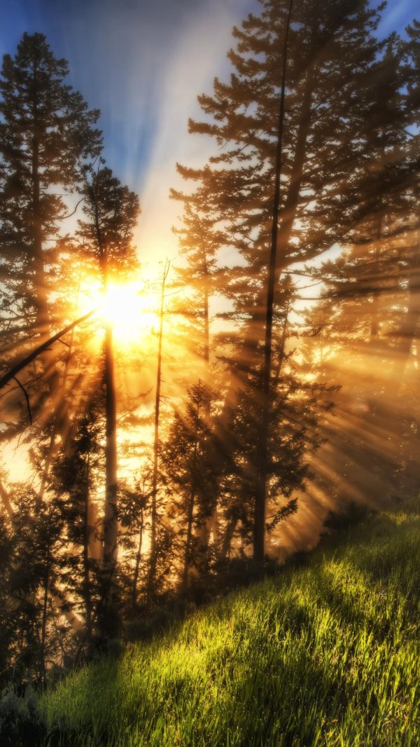 солнце в лесу