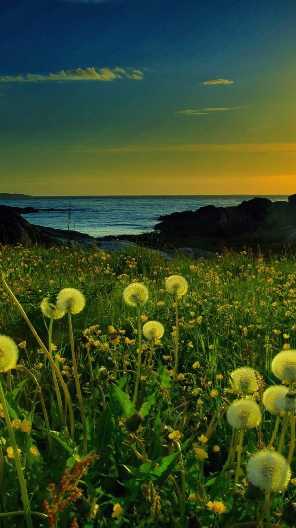 поле одуванчиков