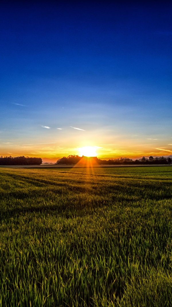 рассвет в поле