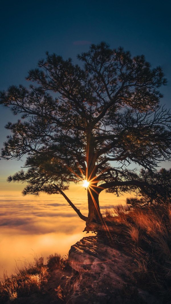 одинокое дерево