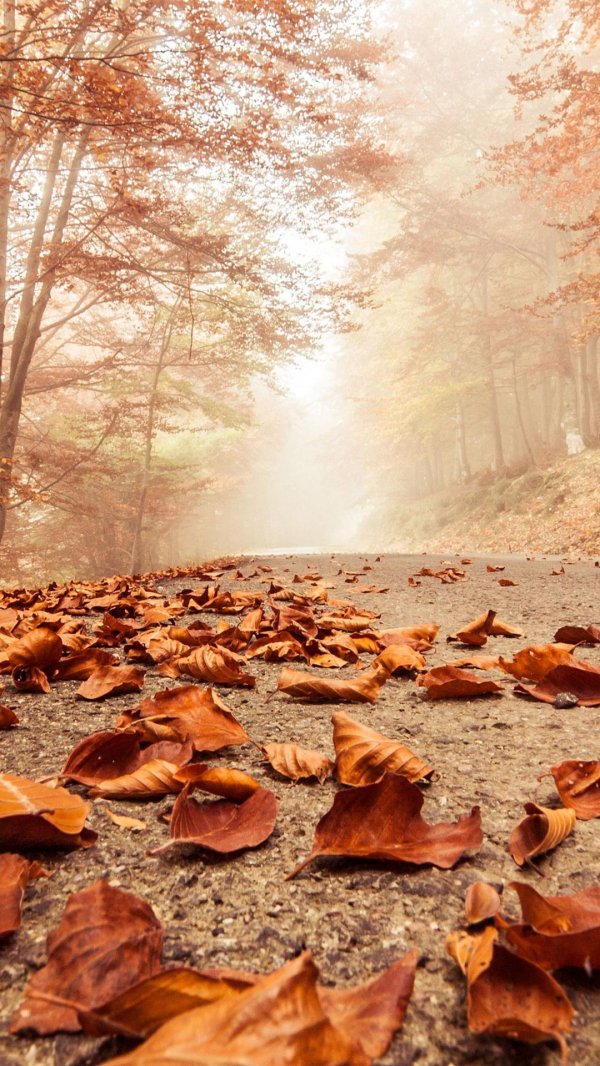 природа осени