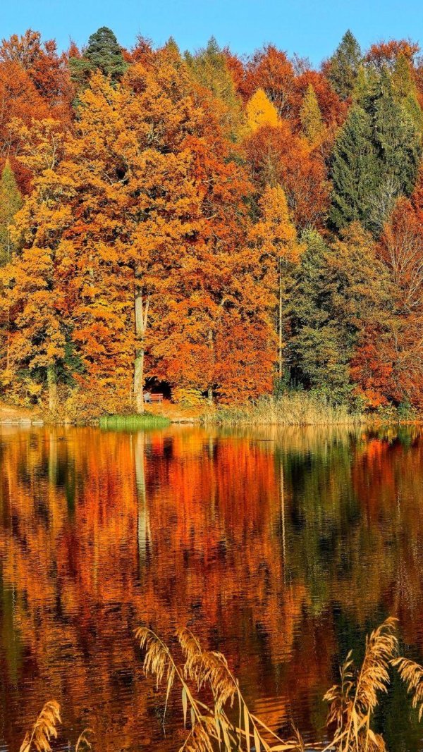 лес осенний