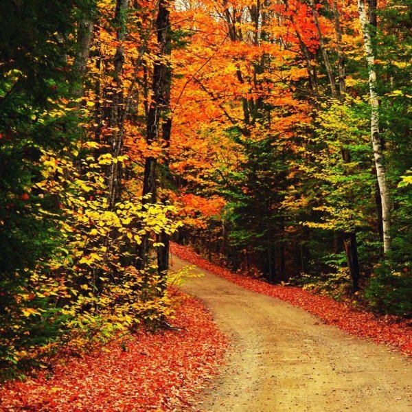 природа осени