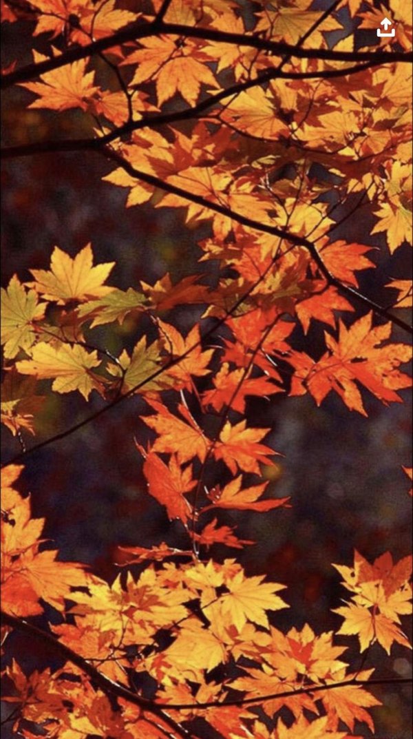 листья клена момидзи
