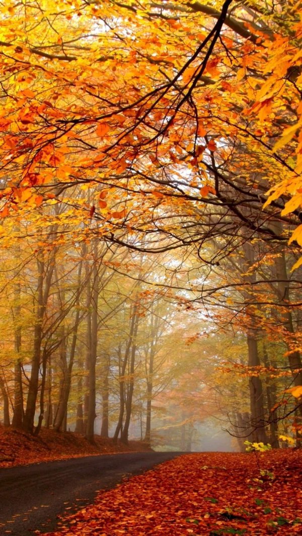 осенние пейзажи