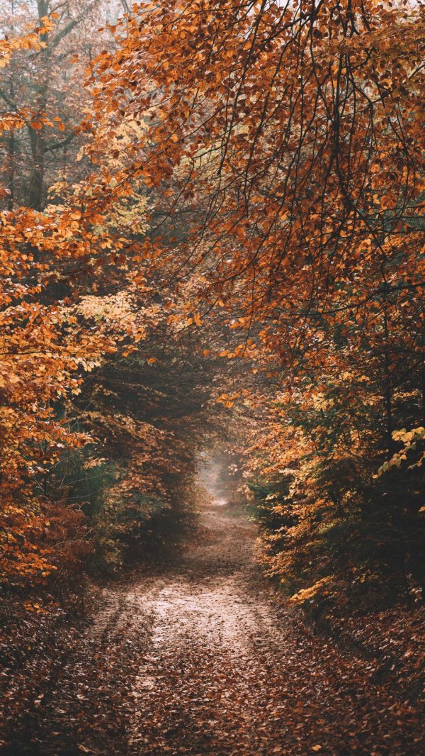 осенняя эстетика