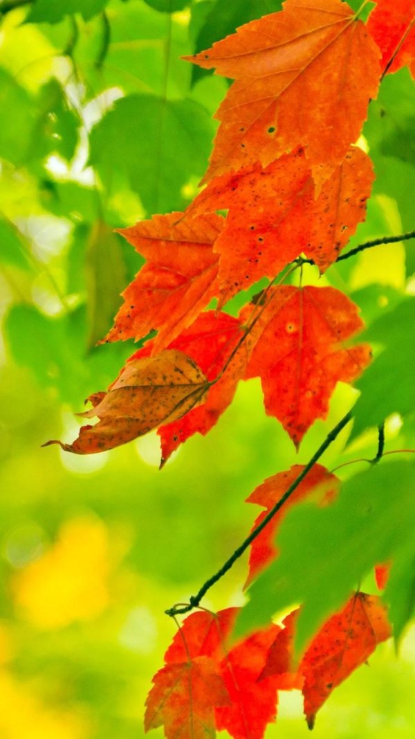 листва осенняя