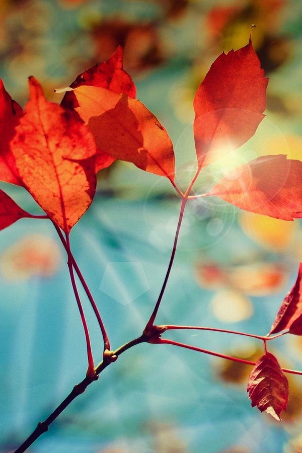 обои на телефон листья