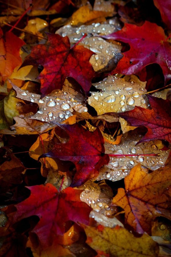 осенняя заставка