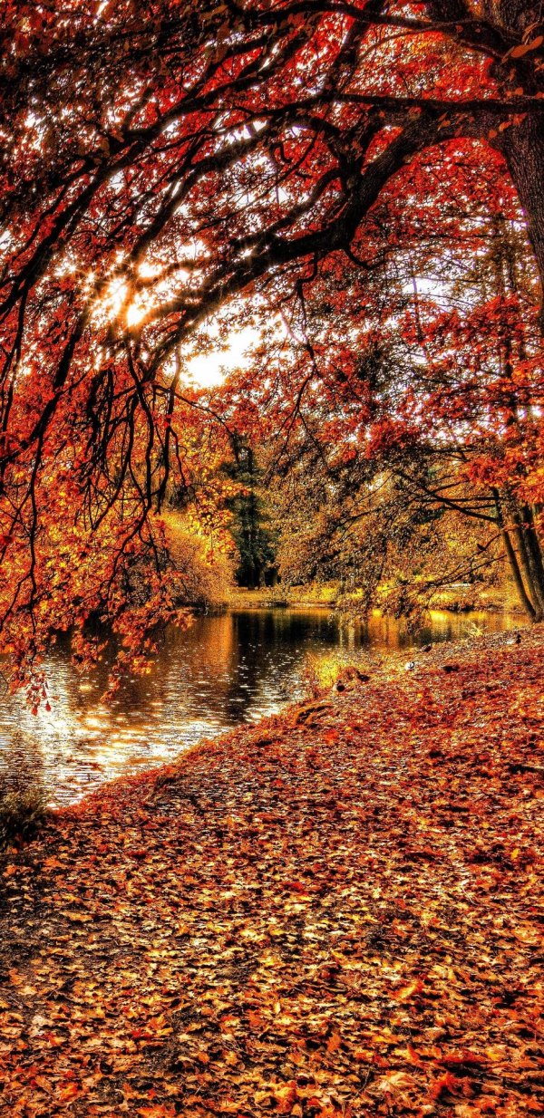 красивые осенние фотографии для телефона