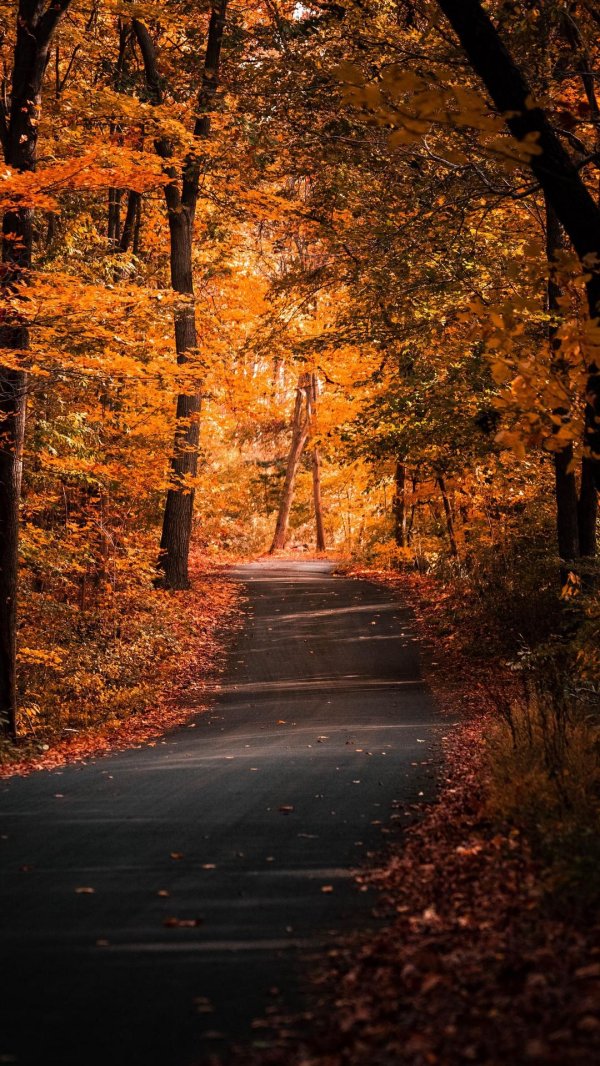 осенняя дорога