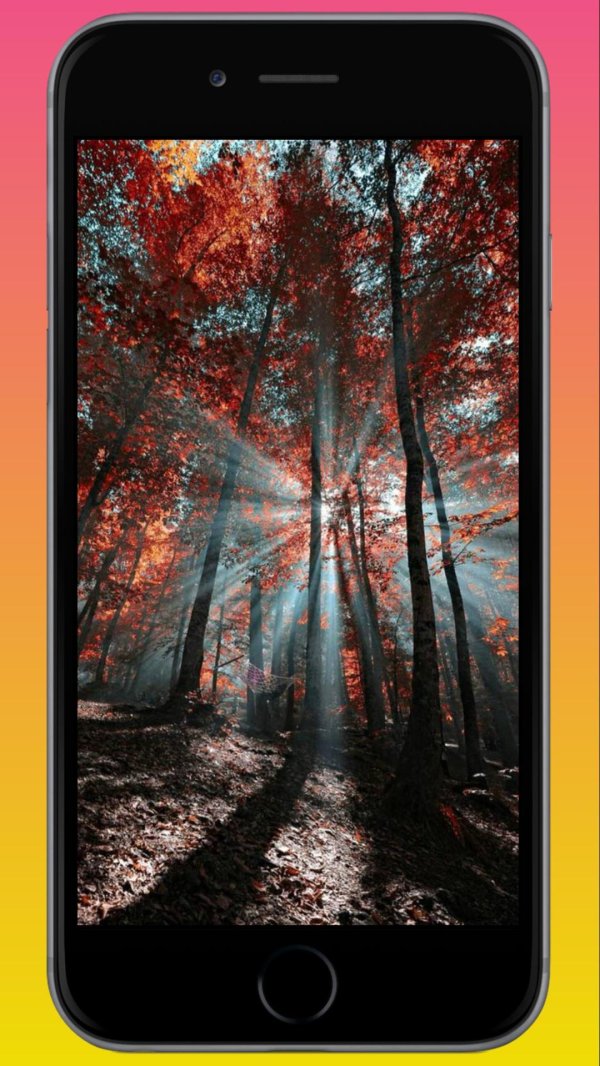 дерево осеннее