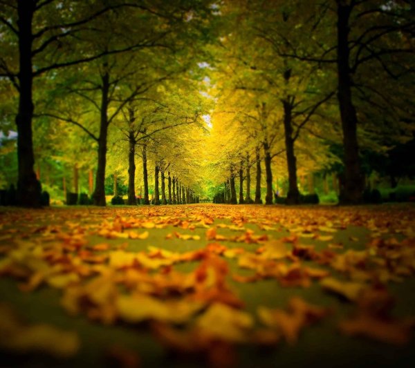 осенние аллеи