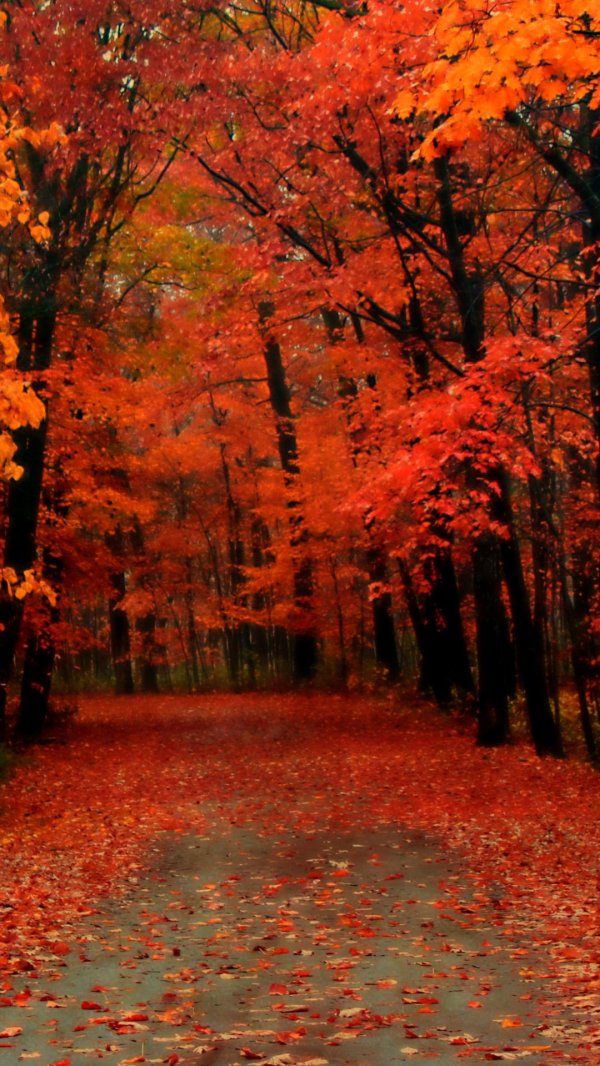 осенние обои