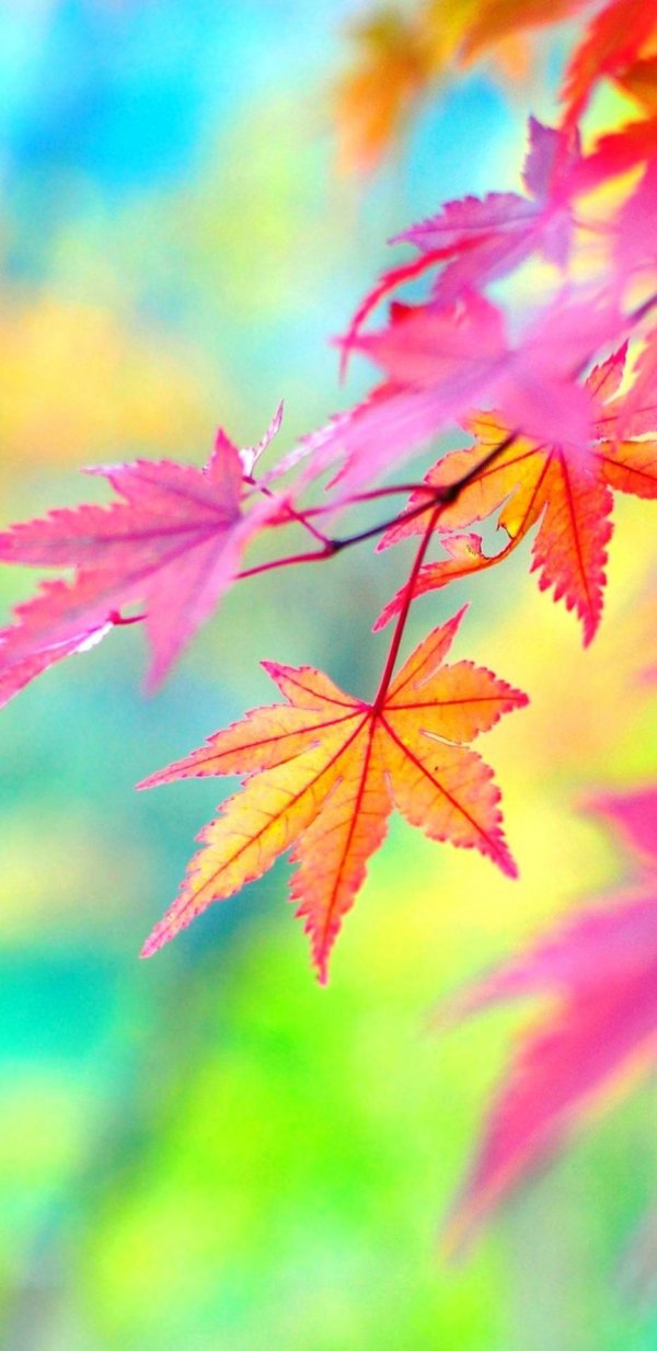 красивый осенний фон