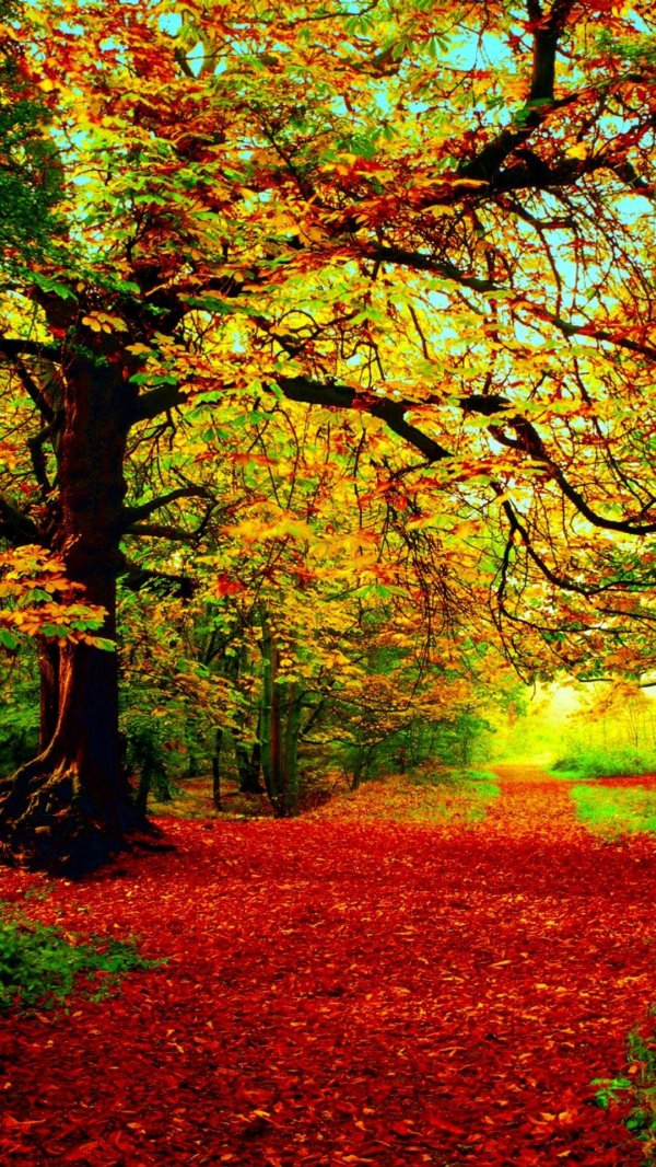 в осеннем лесу