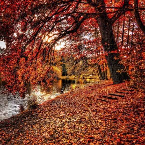 На экран телефона природа осень