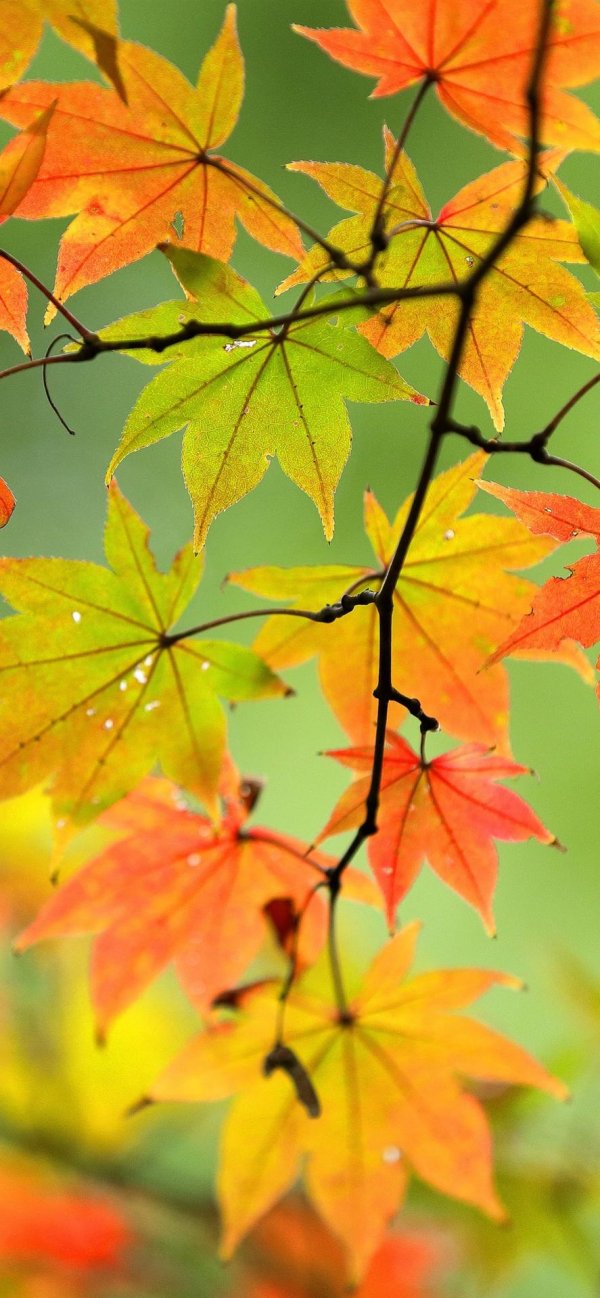 ветка клена осенняя