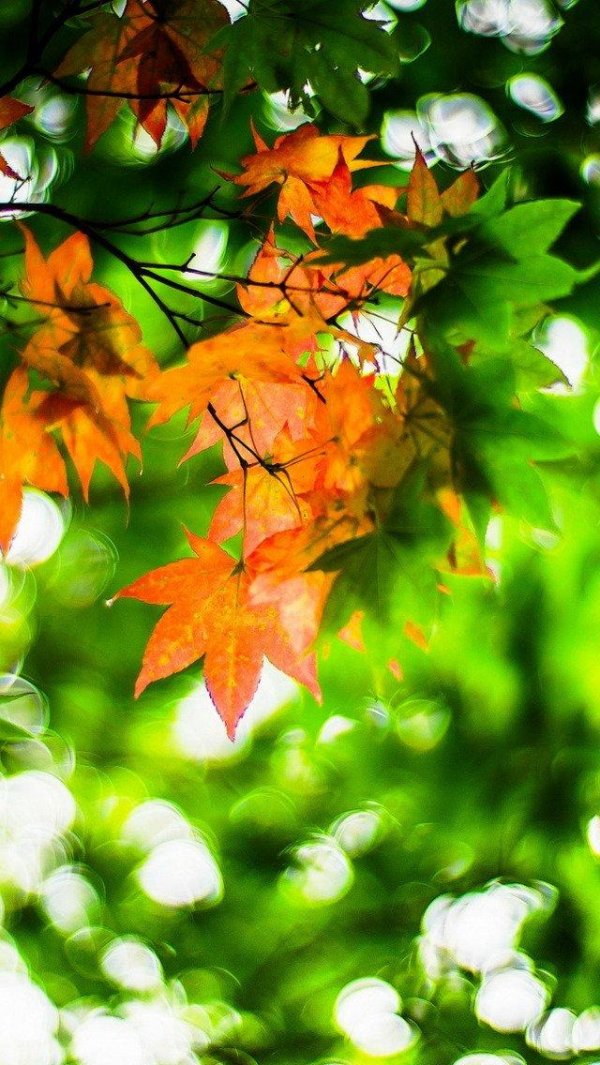 листва осенняя