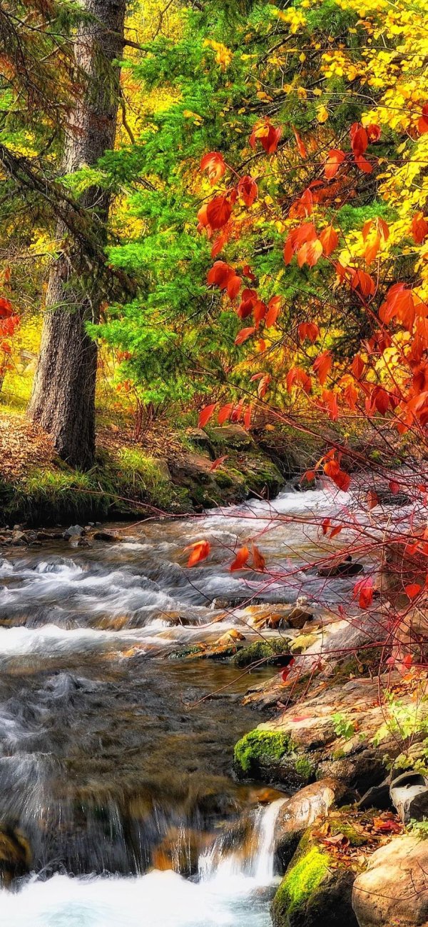 природа осени