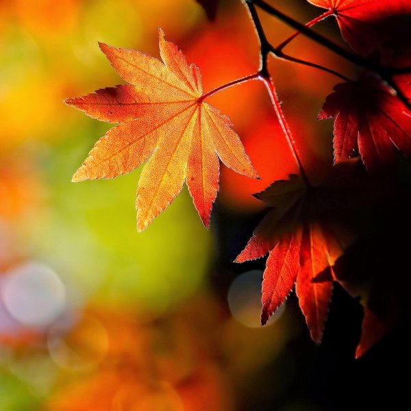 осенняя заставка