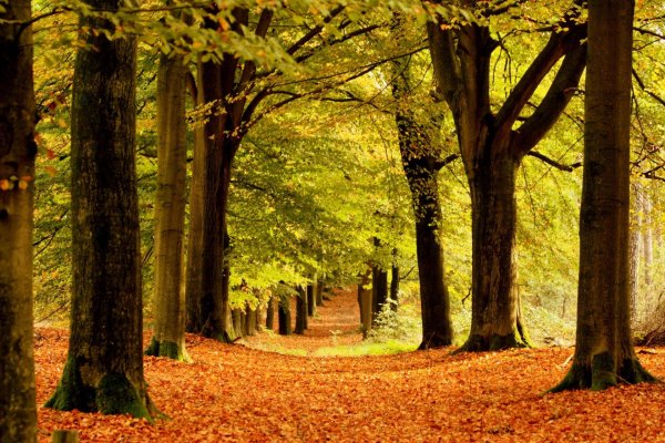 кленовая аллея осенью