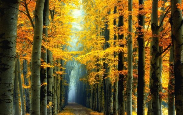 в осеннем лесу