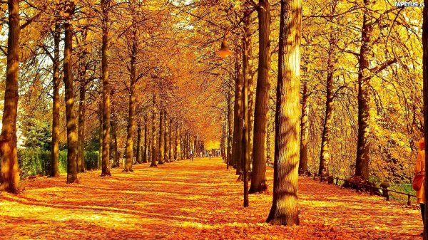 золотая кленовая аллея