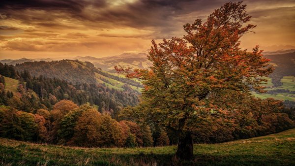 пейзаж дерево