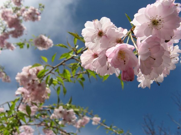 цветущие деревья