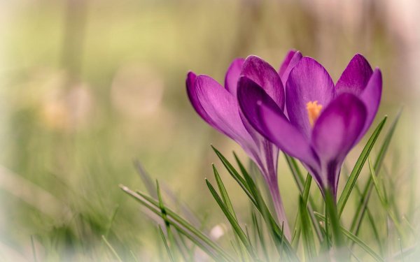 крокус барс пурпл