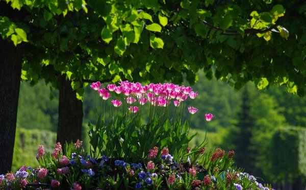 парк койкенхоф голландия