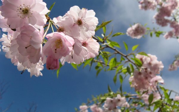 цветущие деревья