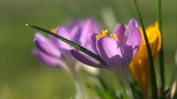 первоцветы крокусы