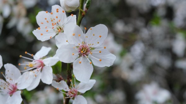 соцветие абрикоса