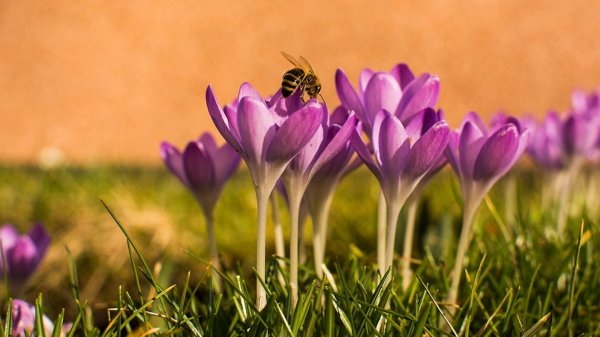 пчела собирает нектар