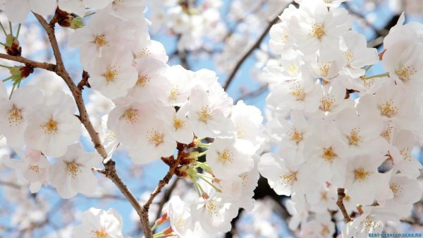 вишни в цвету