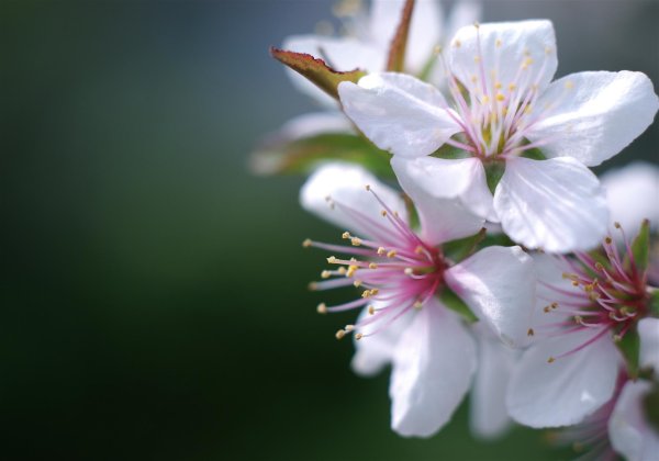 яблоня черри блоссом