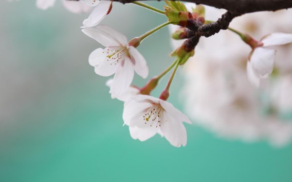 цветущая ветка