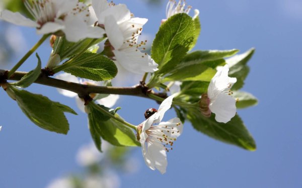 ветка вишни