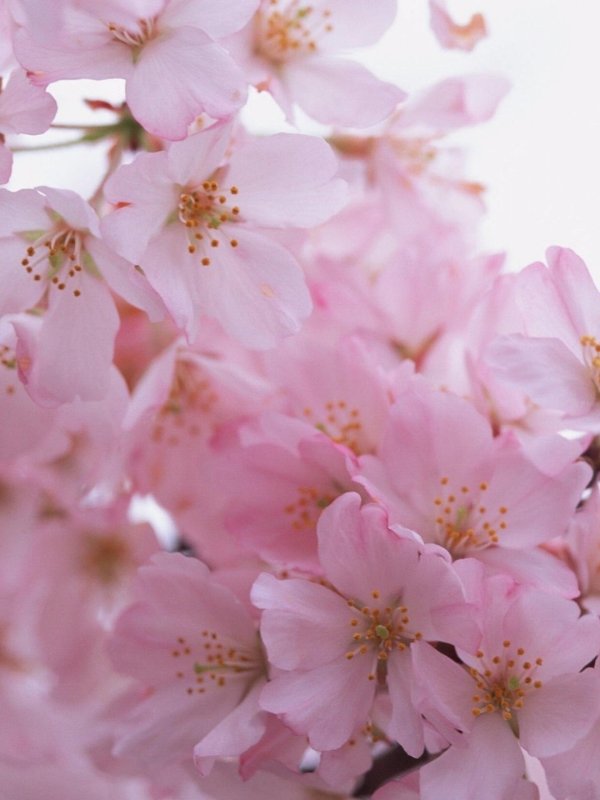 розовый цвет