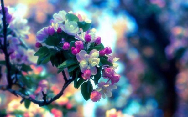 яблоня весной