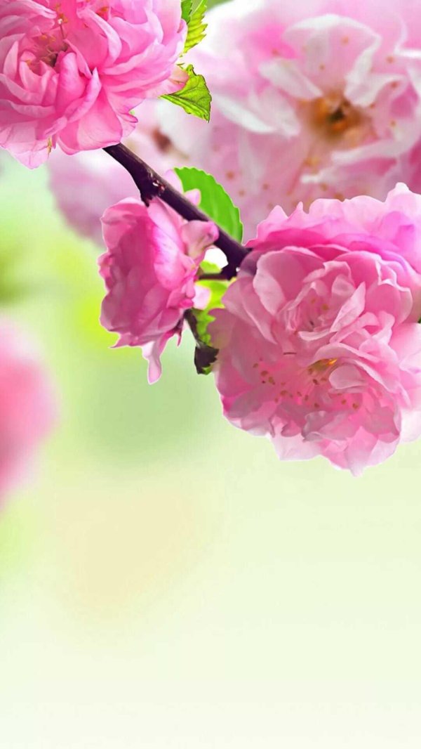 цветочные фоны