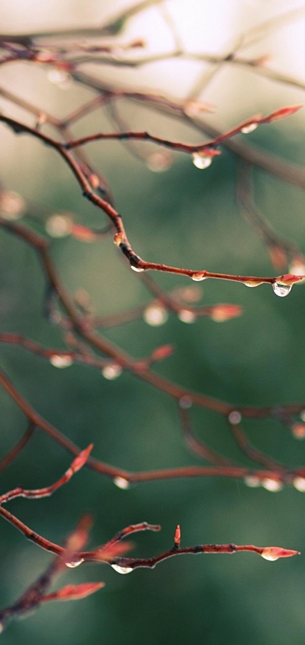 ветка дерева