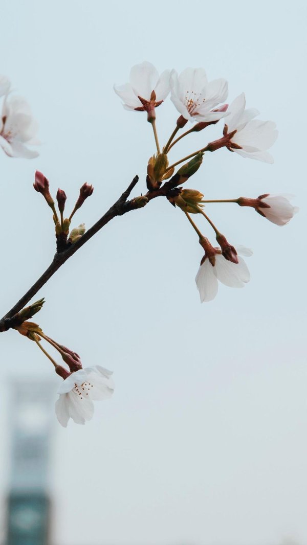 цветущая вишня