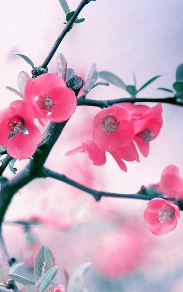 цветущая ветка