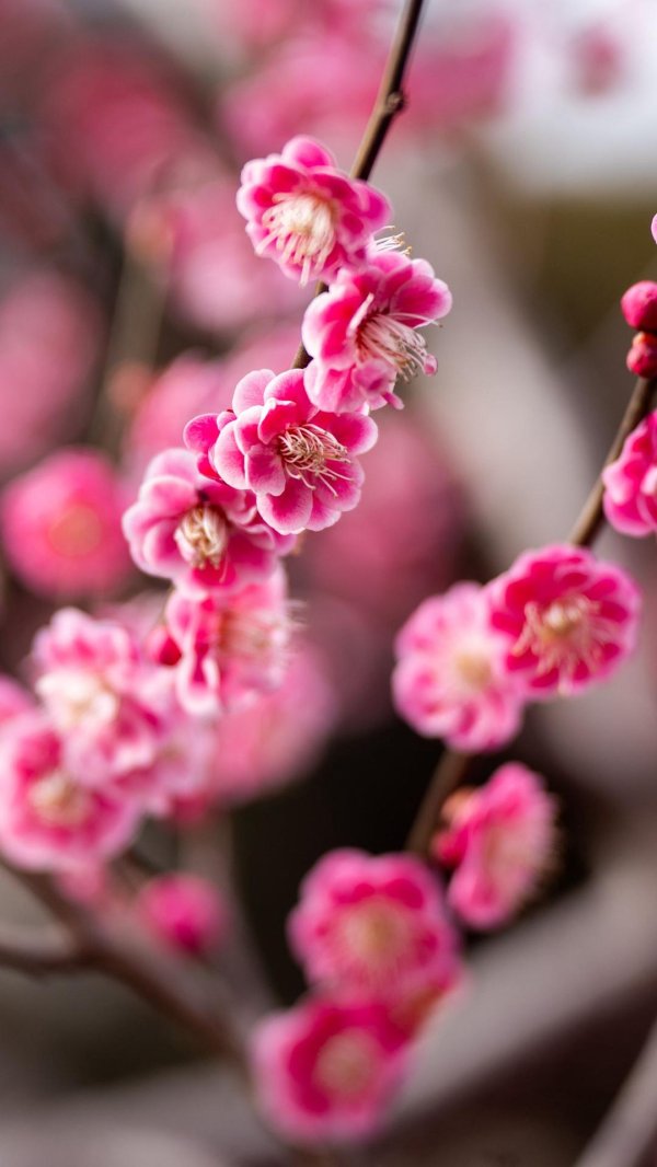 японская слива умэ