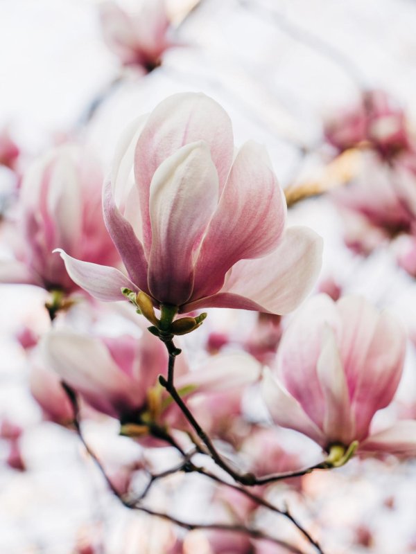 magnolia soulangeana