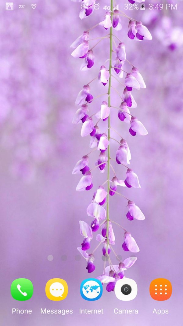 лиана сиреневая глициния