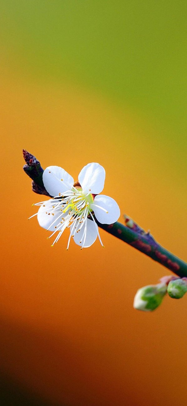 цветок абрикоса